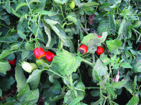 pomodoro da industria