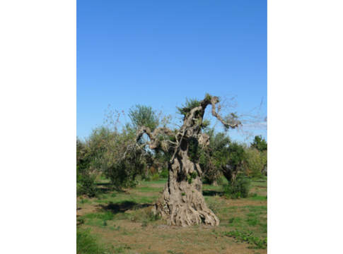xylella