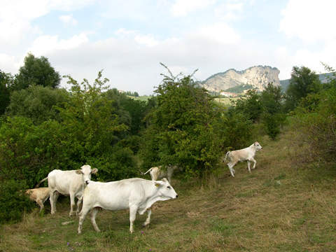 Vitellone Bianco