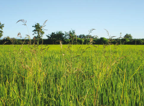 Riso: in Piemonte c’è un nuovo bando da 20 milioni risaia
