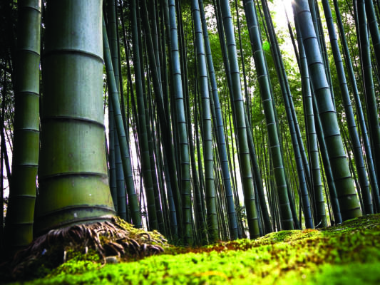Bambù