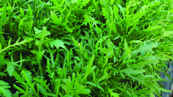 rucola a piana del sele