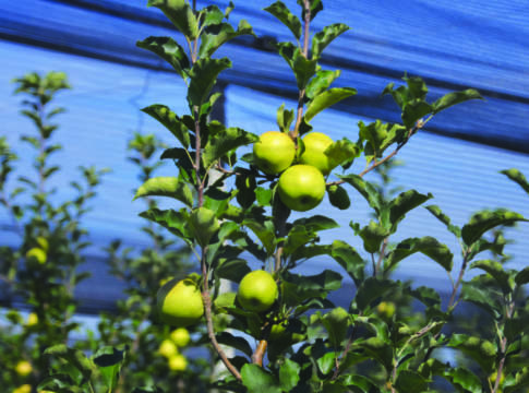 Portinnesti e allevamento del melo melo