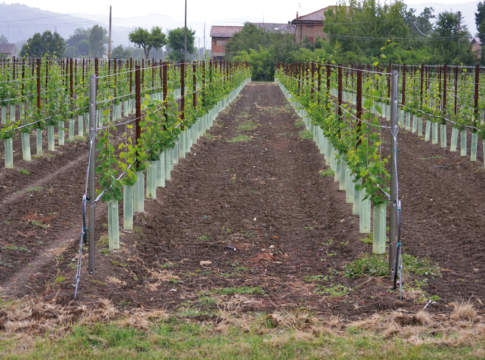 Vigneto: metallo sulla fila, metallo anche in testata