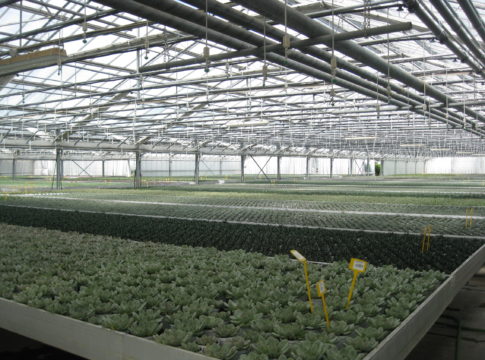 Serricoltura, un impianto centralizzato impianto