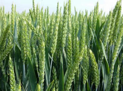 AG. Opengreen presenta la nuova linea Azostar