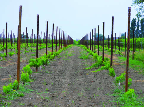 Vigneto: autorizzazioni, esordio stentato vigneto