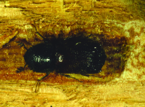 Prevenire gli attacchi del bostrico della vite vite