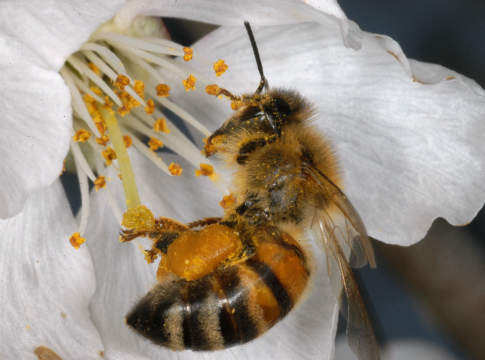 Api anti-esplosivi ape