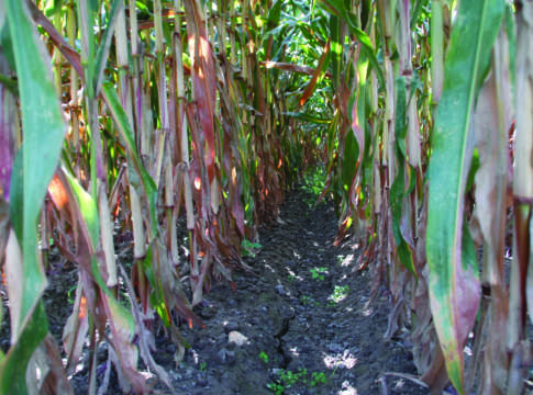 Fare reddito con il mais? Si può mais