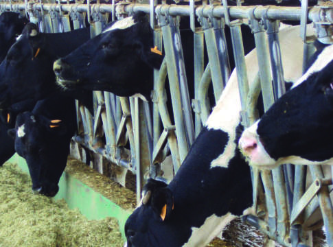 Parmigiano solo da latte del comprensorio parmigiano