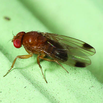 Drosophila