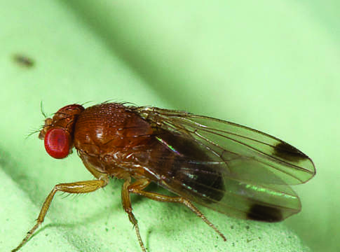 Drosophila
