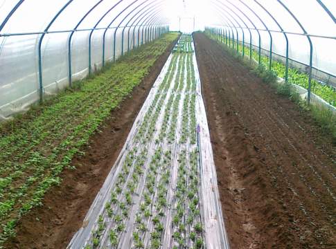 La rucola selvatica e l’accumolo di nitrati rucola