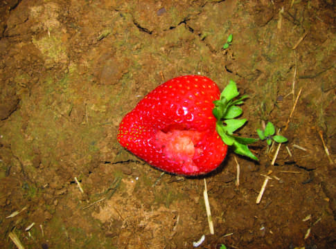 Fragola in tunnel, rischio crittogame tunnel