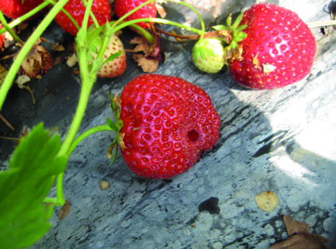 Interventi sulla fragola in coltura protetta coltura