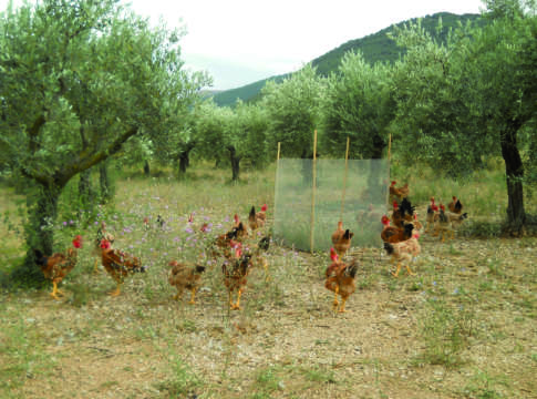 Polli nell’oliveto, anche l’ambiente ci guadagna polli