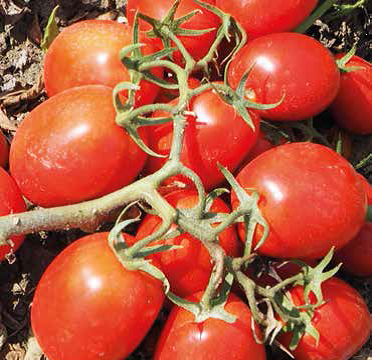 Le novità Esasem, pomodoro da industria pomodoro