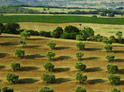 Cresce la produzione di olio: +30% nell’Ue, +55% in Italia olio