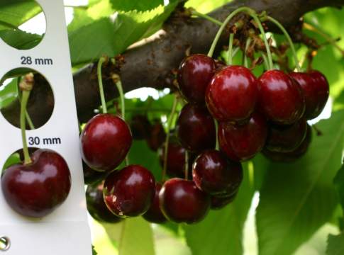 Cinque buoni motivi per gustare la ciliegia Sweet ciliegia