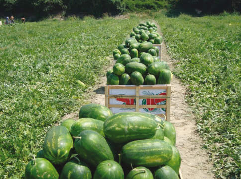 Con la qualità si guadagna e si conquista spazio nella gdo gdo