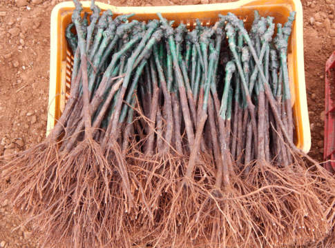 L’incognita del vitigno vitigno