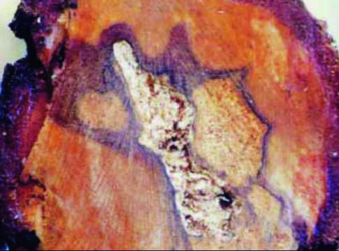 Actinidia, la carie del legno actinidia