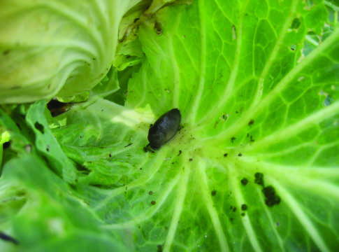 Quando le limacce diventano invadenti limacce