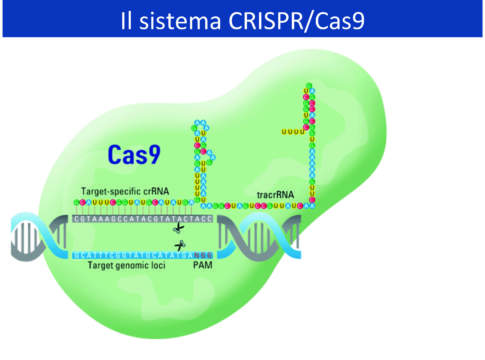 Sementi, il breeding evolve e fa meno paura beeding