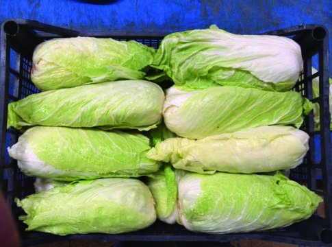 Ortaggi da foglia invernali Ideali per la IV gamma IV gamma