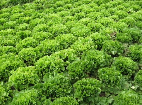 Lattuga, inserire la resistenza alla peronospora lattuga