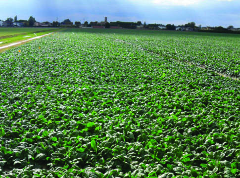 Carenza di erbicidi, si salvano le “industriali” erbicidi