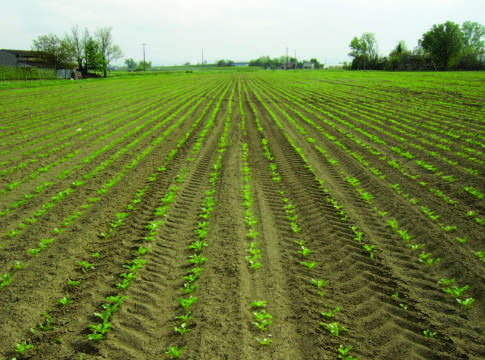 Erbicidi bietola, occhio alle limitazioni d’uso erbicidi