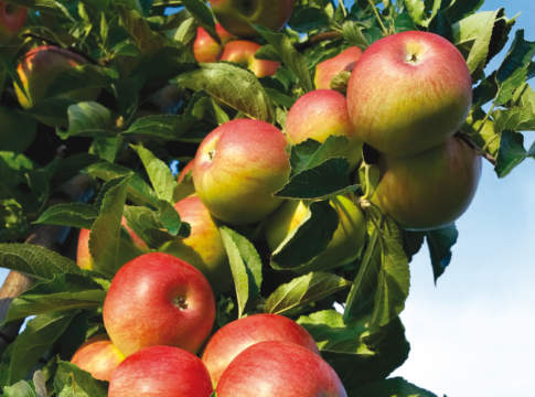 Tante nuove varietà di mele mele