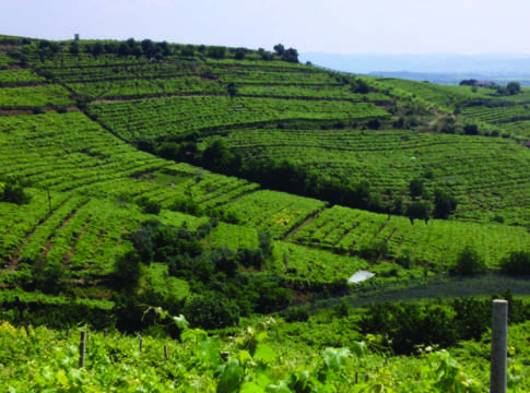 Impianti viticoli, nuovo sistema di autorizzazione impianti viticoli