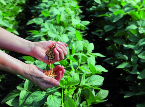 Bandire la soia ogm? Un costo insopportabile soia