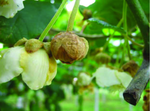 Kiwi, col cancro batterico si può convivere kiwi