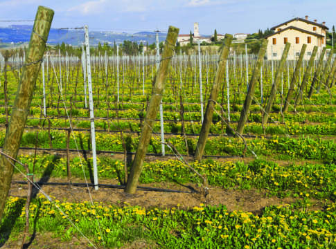 Torna la rideterminazione del valore dei terreni terreni