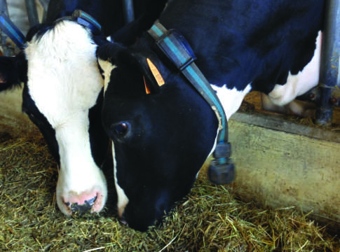 Anche la zootecnia da latte scommette sulla precisione zootecnia