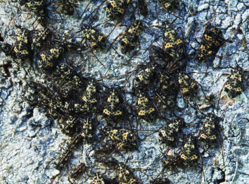 Drupacee, trattamento al bruno sì o no? trattamento