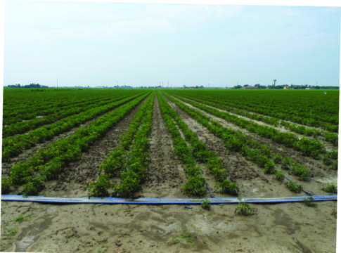 Pomodoro, grandi produzioni se ben nutrito