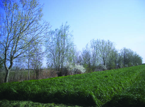 Cedui a turno breve, scelta veramente ‘greening’ cedui