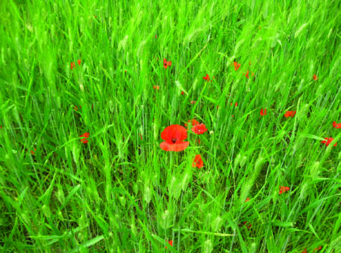 Due innovazioni nei programmi di coltivazione CerealPlus