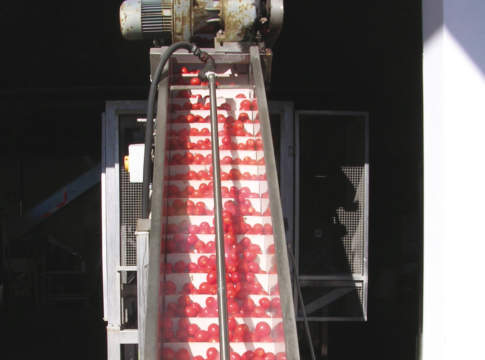 Pomodoro da industria, è tempo di bilanci pomodoro