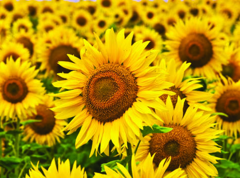 Girasole, poco prodotto nazionale e aumenta l’import girasole