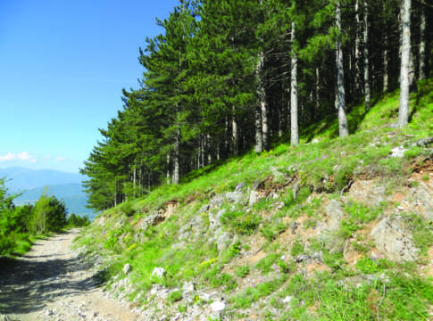 Pinete artificiali, i tempi della rinaturalizzazione rinaturalizzazione