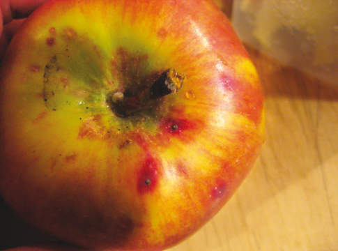 Cocciniglie, la pesante eredità delle revoche ai fosforganici cocciniglia