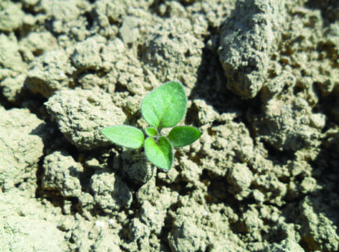 Il diserbo è la pratica che fa la differenza pomodoro