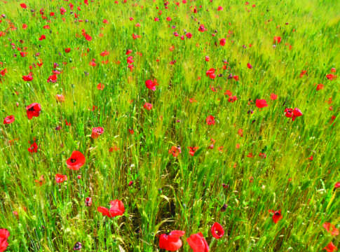 Diserbo frumento in post-emergenza, meglio anticipare che ritardare diserbo