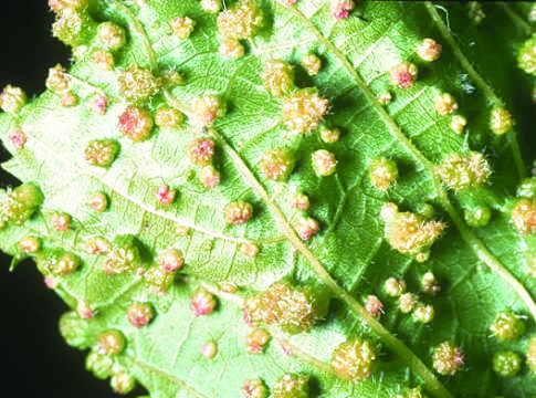 Vite, non basta una galla per temere la fillossera fillossera